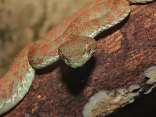 Kui Buri Pitviper