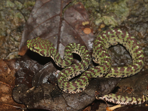 Limestone Eyelash Pitviper