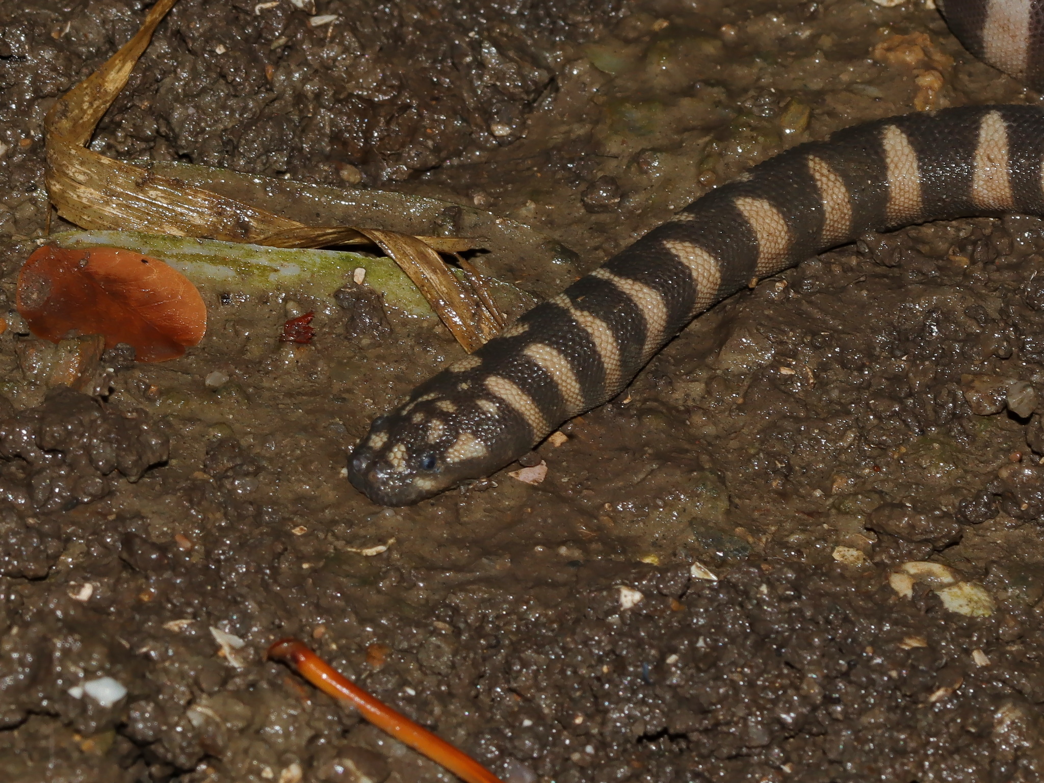 Acrochordus granulatus (Schneider, 1799)
