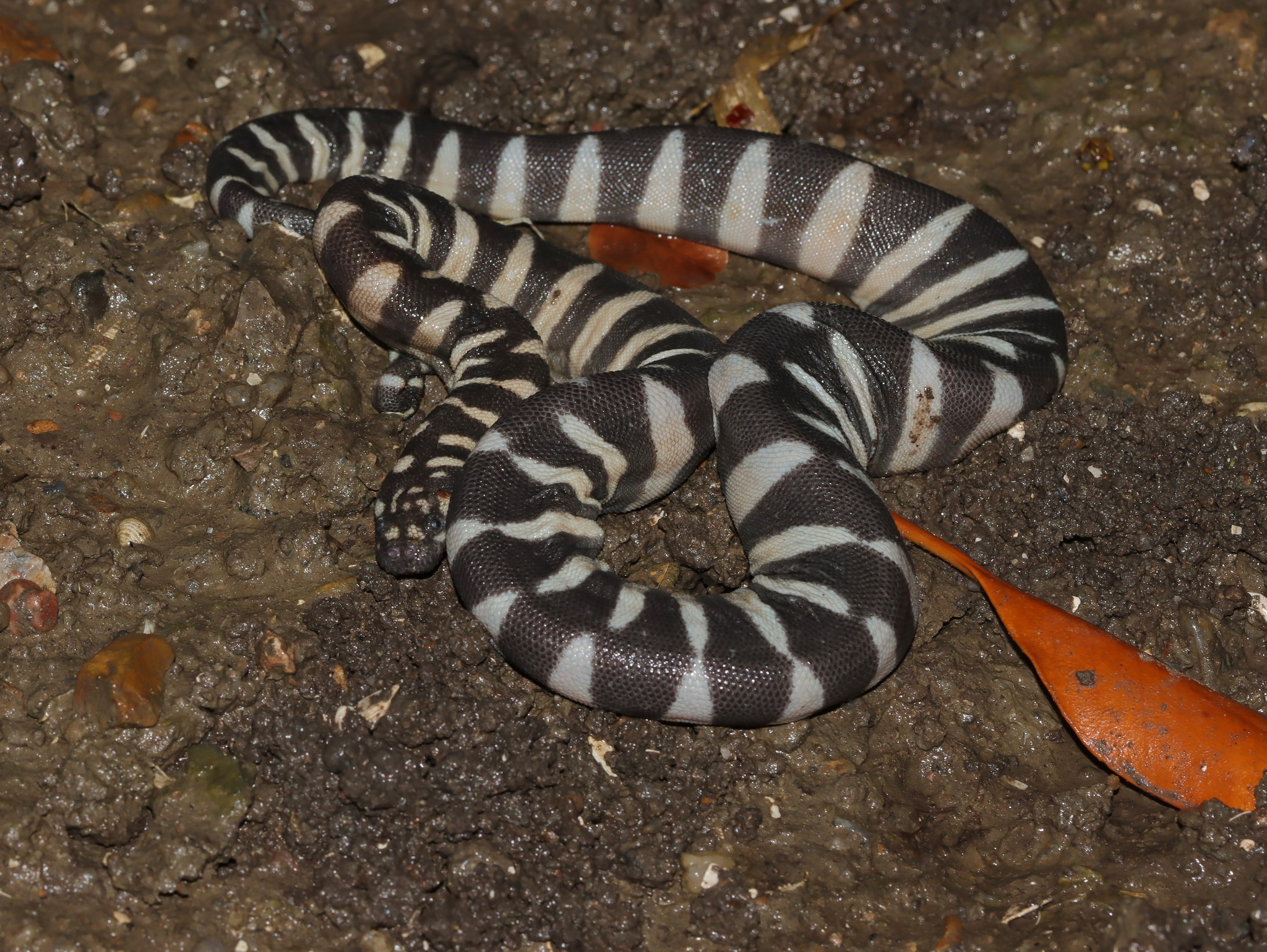Acrochordus granulatus (Schneider, 1799)