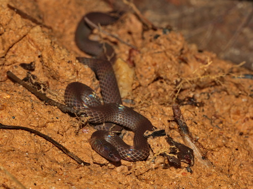 Cantor's Dwarf Reed Snake
