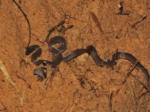 Cantor's Dwarf Reed Snake