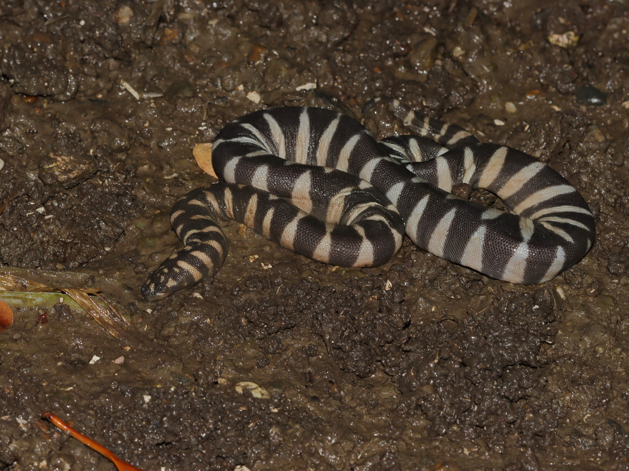 Acrochordus granulatus (Schneider, 1799)