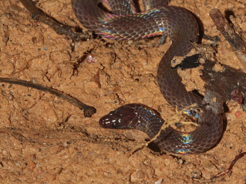 Cantor's Dwarf Reed Snake