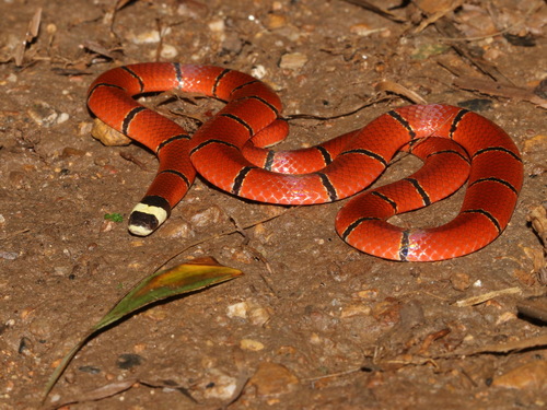 MacClelland’s Coral Snake