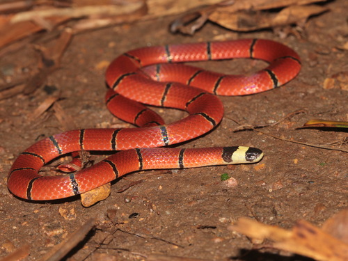 MacClelland’s Coral Snake