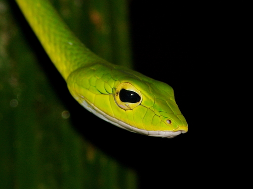 Malayan (Green) Whipsnake, Ahaetulla mycterizans