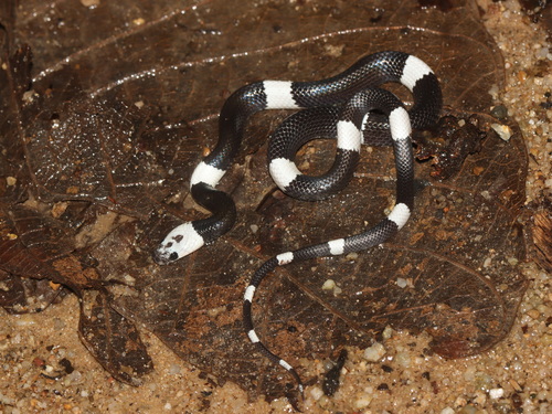 Malayan Banded Wolf Snake