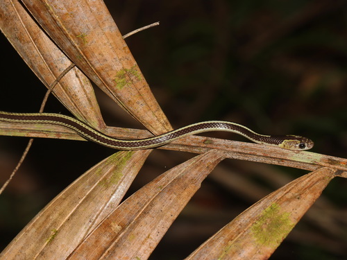 Malayan Bridal Snake