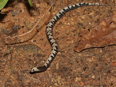 Malayan Slug Snake