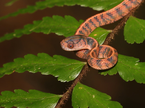 Asthenodipsas lasgalenensis