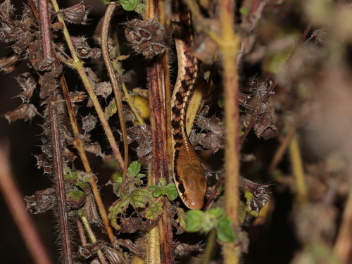 Mountain Bronzeback Tree Snake