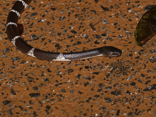 Namdong Wolf Snake
