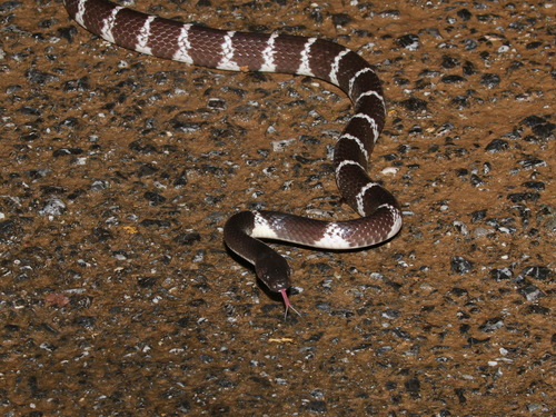Namdong Wolf Snake