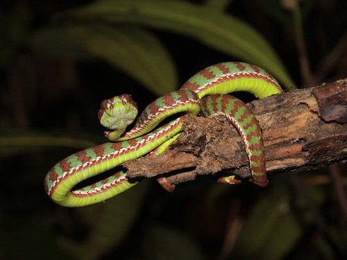 Phuket Pit Viper