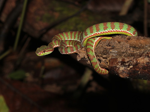 Phuket Pit Viper