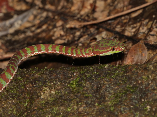 Phuket Pit Viper