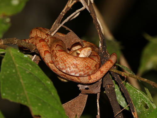 Brown Kukri Snake, Oligodon purpurascens