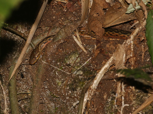 Cameroon Keelback