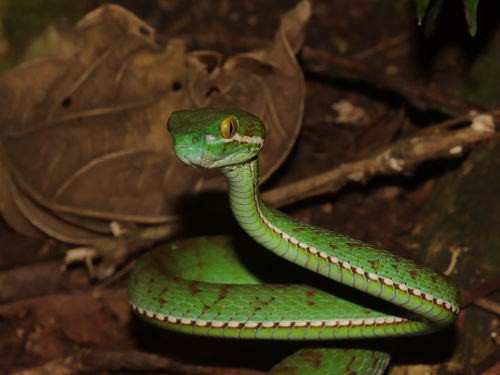 Red-barred Green Pitviper, Trimeresurus erythrochloris