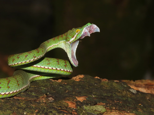 Red-barred Green Pitviper