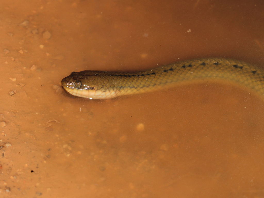 Boie's Mud Snake