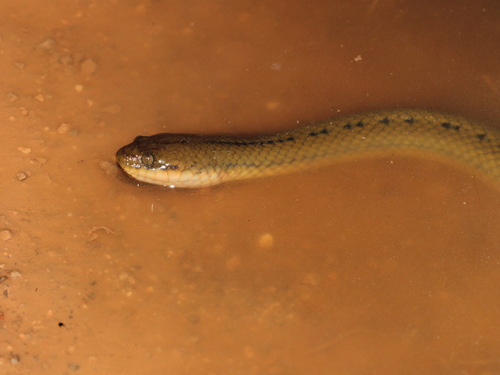 Boie's Mud Snake