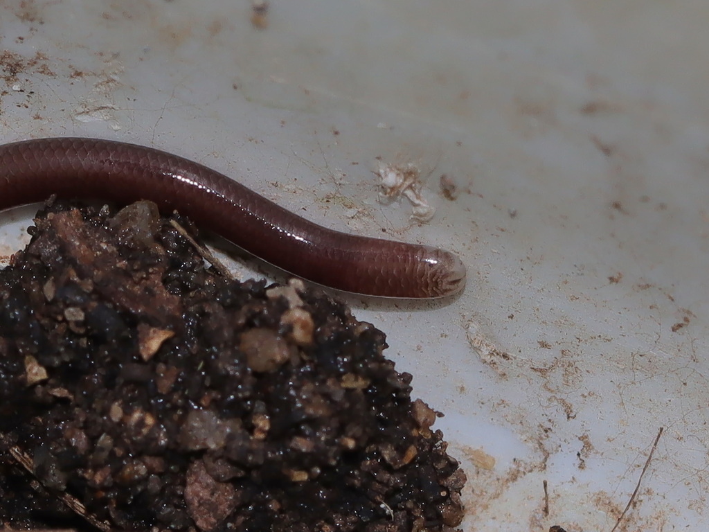 Stoliczka’s Slender Blind Snake