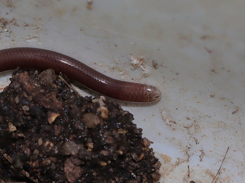 Stoliczka’s Slender Blind Snake
