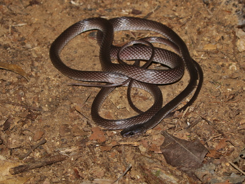 Dusky Wolf Snake