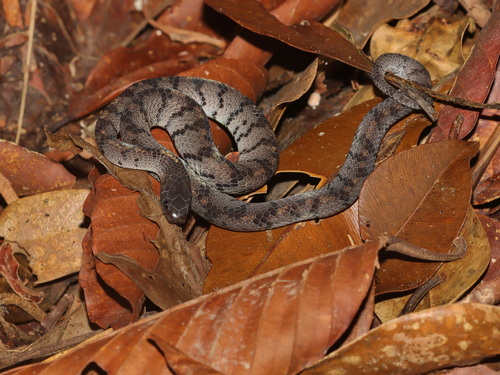 Smooth Slug Snake, Asthenodipsas laevis