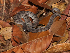 Smooth Slug Snake