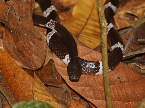 Snake-eater Wolf Snake, Lycodon ophiophagus
