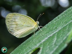 Eurema elathea flavescens