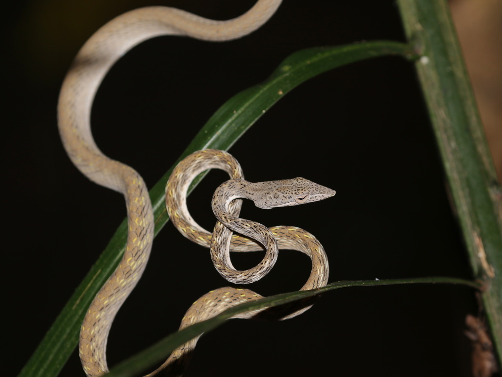 Speckle-headed Vine Snake