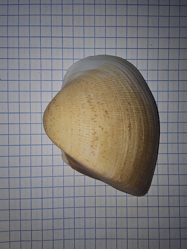 Cucullaea granulosa