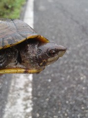 Kinosternon creaseri