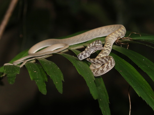 Speckle-headed Whipsnake