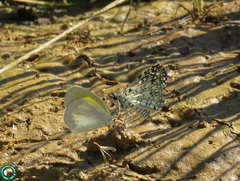 Eurema elathea flavescens