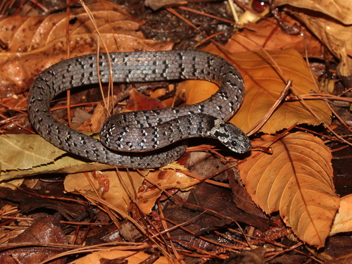 Mountain Slug Snake