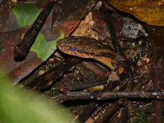 Kutkai Keelback