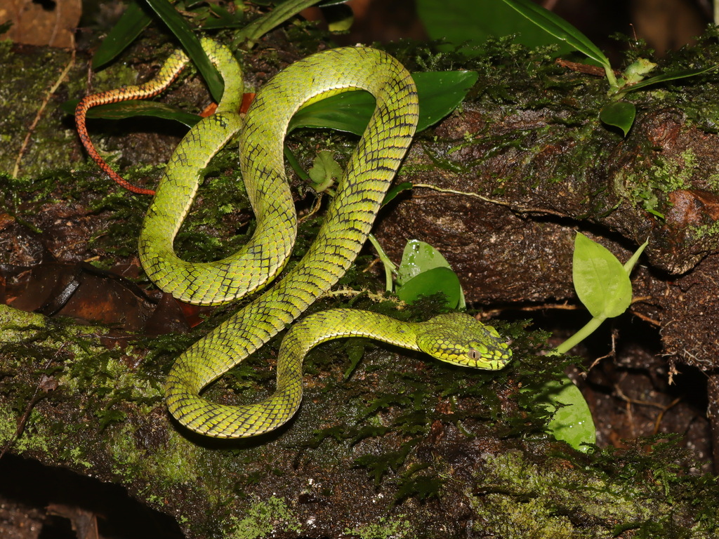 Sumatra Pit Viper