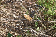 Junonia coenia
