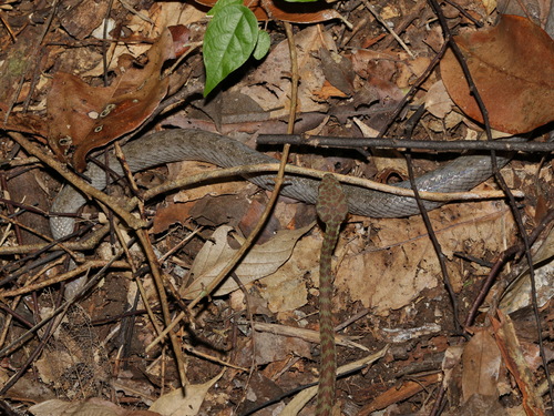 Oligodon promsombuti