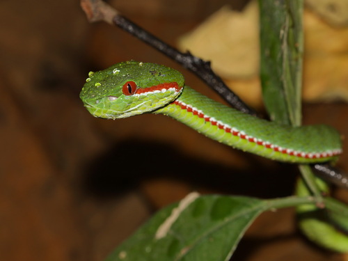 Tenasserim Green Pitviper
