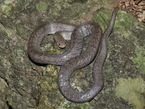 Photo of a Surat Thani Kukri Snake (Oligodon promsombuti)