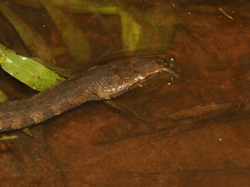 Tentacled Snake