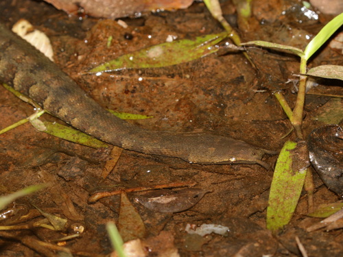 Tentacled Snake