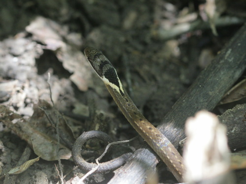 Triangle Many-tooth Snake