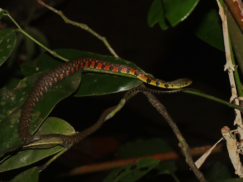 Triangle Keelback, Xenochrophis trianguligerus